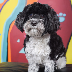 Fundraising Page: Kristen Marsh